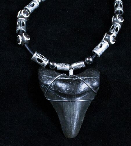 Inch Megalodon Tooth Necklace #2921